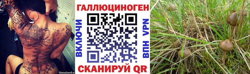 где продают   Калининец  Галлюциногенные грибы ЛСД 